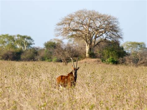 Mozambique Safari In Gorongosa National Park Responsible Travel