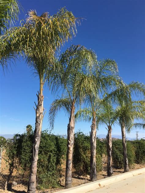 Large Queen Palm Trees 25 Gallon For Sale In Corona Ca Offerup