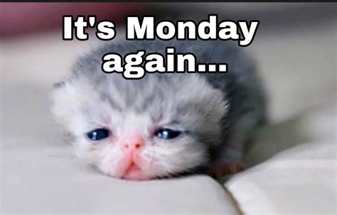 Mondays Monday Again Funny Animals