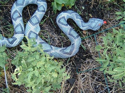 Titles must not contain jokes, backstory, or other fluff. Suburban Garden: Inflatable Rattlesnake | City Limits