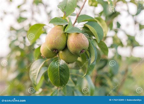 Ripening Ripe Beautiful Juicy Fruit Pears On A Branch Pear Tree Stock Image Image Of Summer