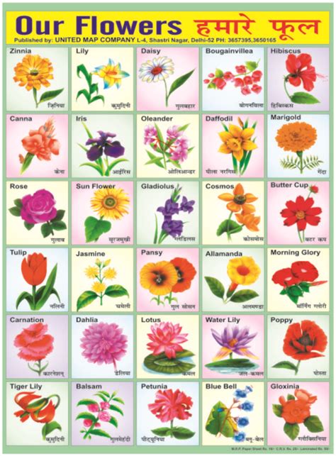 Flowers and their names in hindi. 20x30 Educational Charts Buy 20x30 Educational Charts in ...