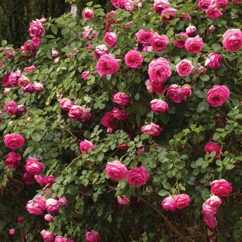 Buy Pretty In Pink Eden Climber Online Chamblees Rose Nursery