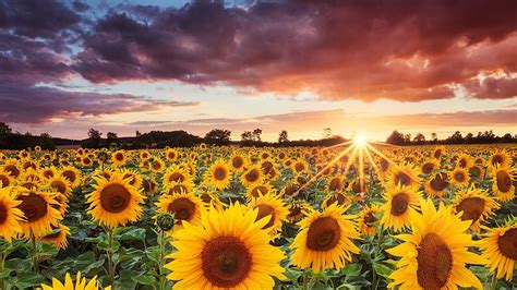 1080p Free Download Sunflowers Field During Sunset Under Black Clouds