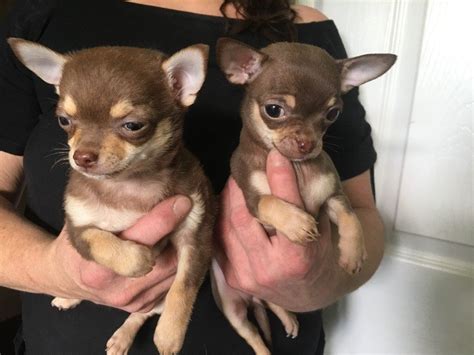 Chihuahua Puppies Tiny Rare Chocolate Pups For Sale Only 3 Girls Left