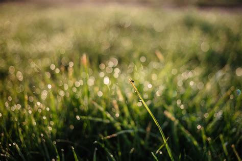 3840x2560 Blur Close Up Environment Field Grass Green Growth
