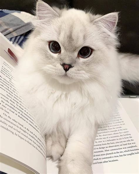 Cute Cats Of Instagram On Instagram “the Cutest Bookmark Ever 📩 Submit