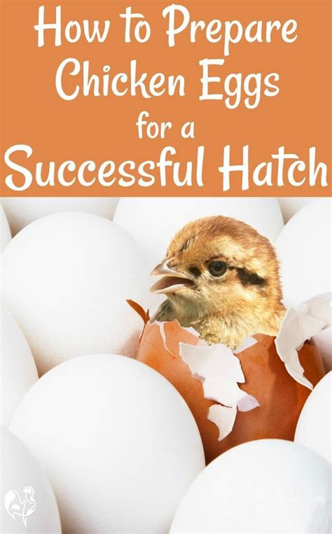 Perhaps you're wondering how to tell whether or not your parakeet is pregnant? Pre-incubation: all you need to know for a successful ...