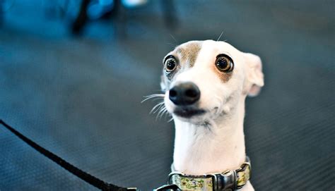 Surprised Looking Dog1600 Futurity