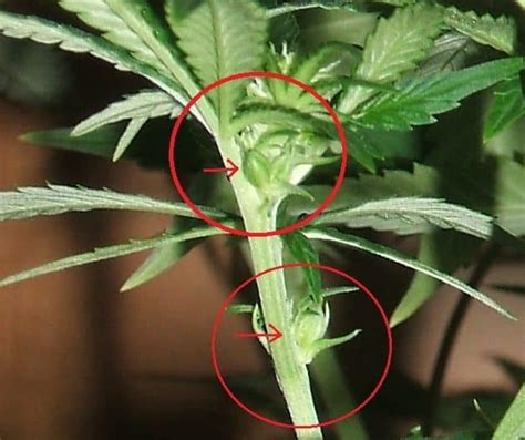 Cannabis Pre Flowers Recognize The Sex