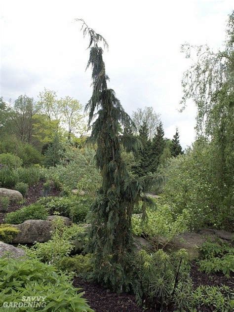 With patience, it can even be trained as an espalier. Green Arrow Weeping Alaska Cedar in 2020 | Dwarf evergreen ...