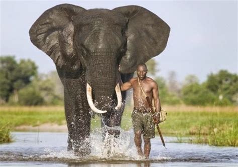 Zwierzęta Słonie Afrykańskie