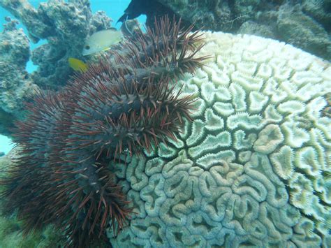 Crown Of Thorns Starfish To Combat Coral Eating Pest Ua Researcher