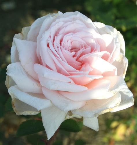 Garden Musings A Pale Ivory Pink Rose
