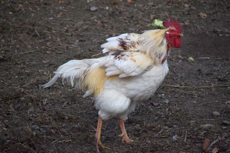 7 Reasons Why Chickens Lose Feathers And How To Cure It 2022