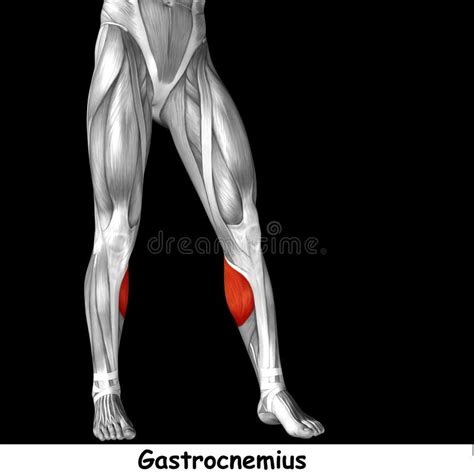 3d Illustration Human Lower Leg Anatomy Or Anatomical And Muscle Stock