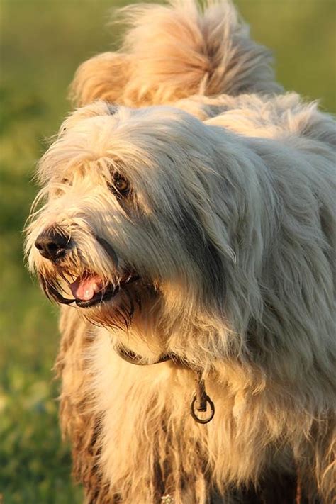 Mum and dad are imports and reg with the fci as will be the puppies. Romanian Mioritic Shepherd Dog Dog Breed Information ...