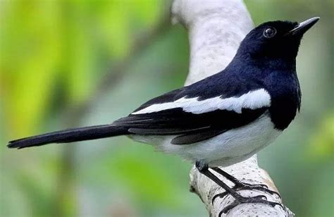 Sehingga hanya mb jantan saja yang diperlukan untuk ocehan dirumah maupun untuk lomba burung kicau. Perbedaan Blackthroat Jantan Dan Betina Om Kicau : Cara ...