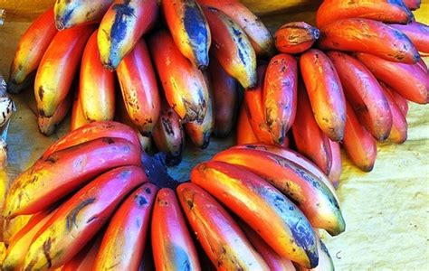 Health Benefits Of Eating Red Bananas — Healthy Builderz