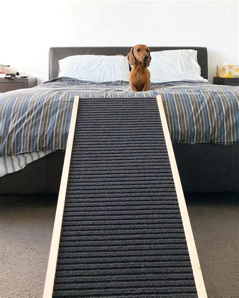 Best Indoor Pet Ramp For Small Dogs Pets Animals Us