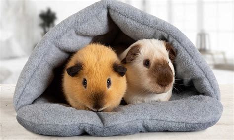 10 Common Guinea Pig Behaviors Explained Bechewy
