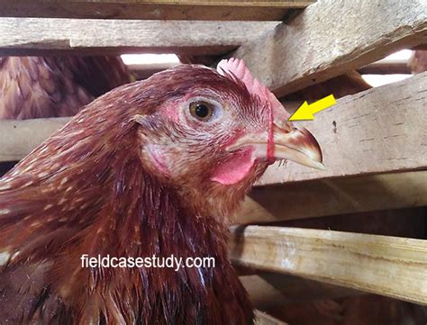 Infectious Laryngotracheitis In Chickens