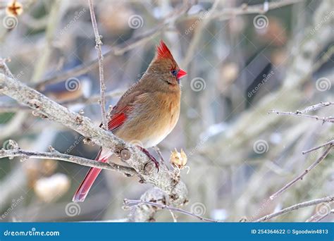 Female Northern Cardinal Cardinalis Cardinalis In Winter Stock Photo