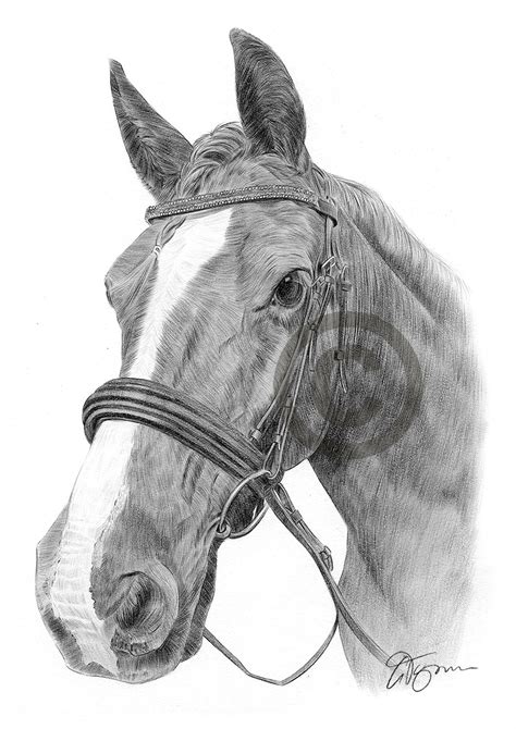 Plus it's about the average the caballo art horse comes with everything you could possibly image. Pencil drawing of a stallion horse by UK artist Gary Tymon