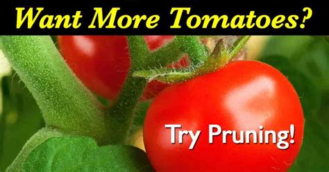 Pruning Tomatoes How To Prune Tomato Plants For Maximum Yield