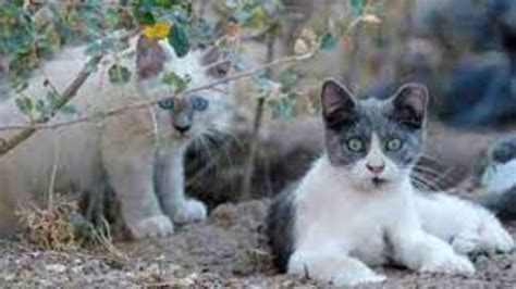 Free Feral Cat Spay Day 2023 Date History Activities And Facts