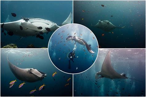 Endangered Manta Rays In A Beautiful And Fragile Underwater