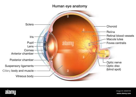 Medically 3d Illustration Showing Human Eye With Intraocular Lens Iol Retina Pupil Iris