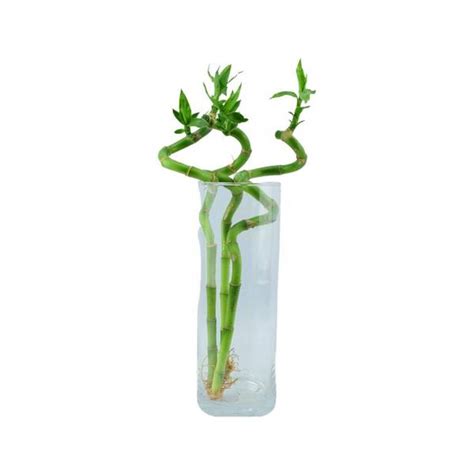 Lucky Bamboo Three Spiral Stems In Glass Vase By Plants By Post
