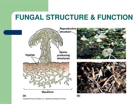 Ppt Kingdom Fungi Powerpoint Presentation Free Download Id1699735