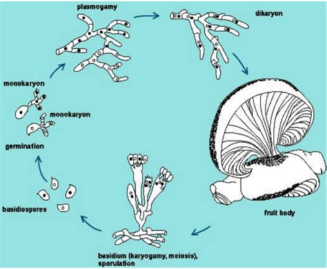 life cycle of the oyster mushroom pleurotus ostreatus source download scientific diagram