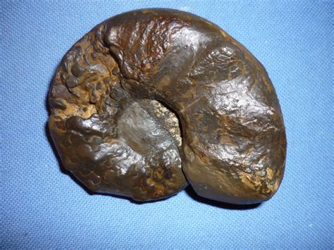 Rod izumrlih glavonožaca (amonita), živjeli ceratites — ceratītes de haan, fossile kephalopodengattg., vorläufer der echten ammoniten, mit gezähnten. Ceratites evolutus (Phillipi 1901) - Members Gallery - The ...