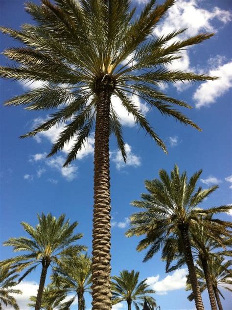 Palm Tree Naples Florida Favorite Places And Spaces Pinterest