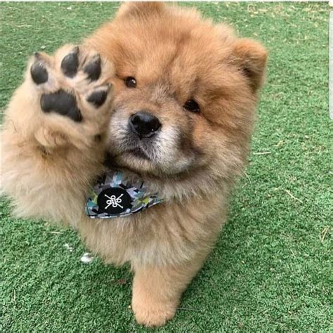 Chow Chow Cute Baby Dogs Chow Chow Puppy Cute Dogs