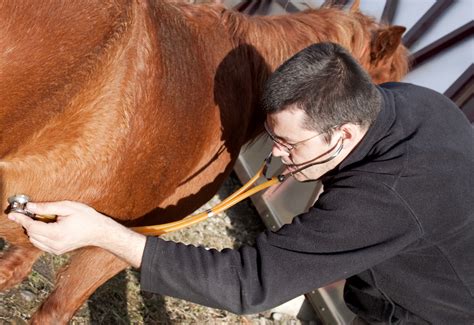 Horse First Aid For Sudden Onset Illness Equimed Horse Health Matters