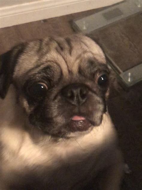 I Cant Say No To This Face Rpug