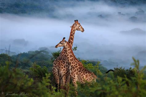 hluhluwe game reserve south africa a big 5 game park zululand natal