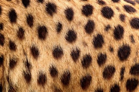 Cheetah Texture Background Fur Stock Image Image Of Leopard Furry