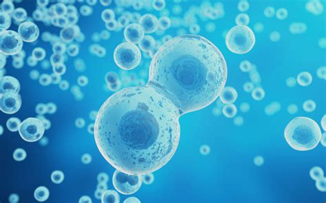 The Complete Guide To Boosting Your Stem Cell Health Drburke