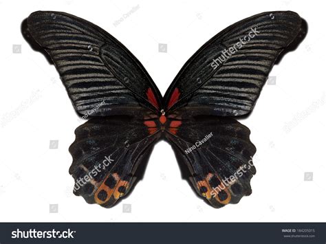 Black Butterfly Wings Isolated Stock Photo 184205015 Shutterstock