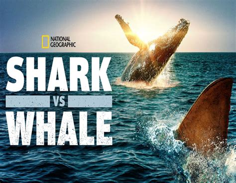 Shark Documentaries Shark Week National Geographic
