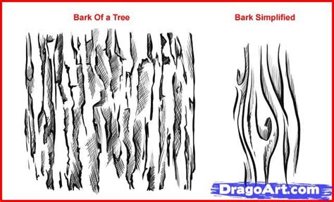 Drawing Bark And Wood Guided Drawing Drawing Lessons Drawing