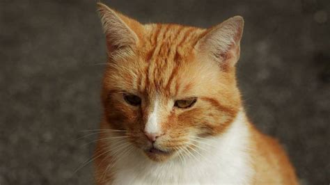 Social Media Star Cat Garfield Killed In Sainsburys Car Park Accident