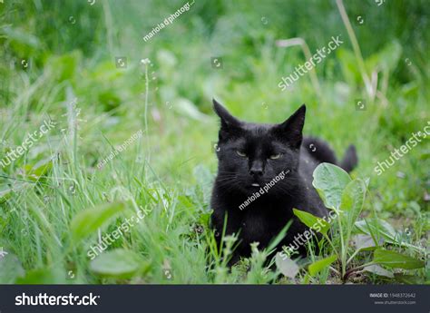 Black Cat Green Eyes Stock Photo 1948372642 Shutterstock