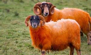 Eweve Been Tangoed Farmer Dyes His Sheep Orange In Desperate Bid To