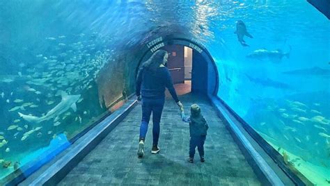 Camdens Adventure Aquarium To Host Sensory Friendly Fish Night